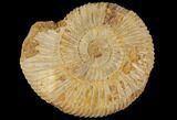 Perisphinctes Ammonite - Jurassic #100284-1